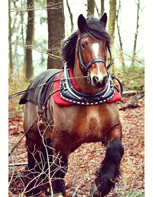AC定能馴「馬」 AC定能馴「馬」