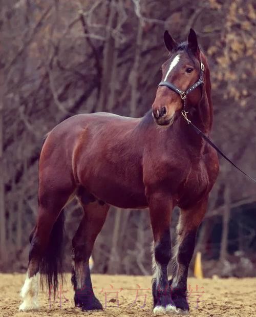 AC定能馴「馬」 AC定能馴「馬」